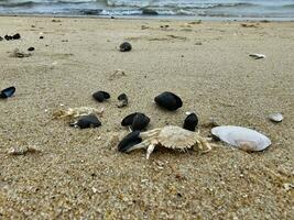 norte mar caranguejos em a de praia dentro blavand Dinamarca foto