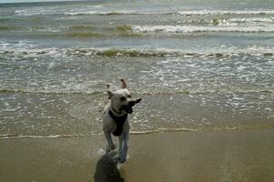 branco curto revestido britânico labrador retriever em a de praia do blavand Dinamarca foto