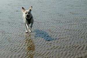 branco curto revestido britânico labrador retriever em a de praia do blavand Dinamarca foto