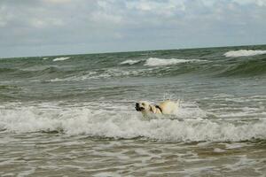 branco curto revestido britânico labrador retriever em a de praia do blavand Dinamarca foto