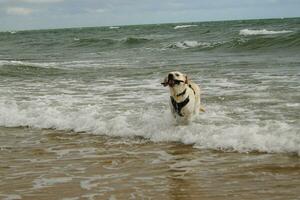 branco curto revestido britânico labrador retriever em a de praia do blavand Dinamarca foto