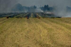 pastagem campo fogo queimar arroz Palha depois de colheita agrícola produtos. foto