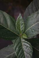 fechar acima do verde folha com água gotas foto