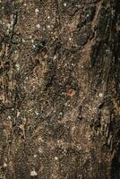 abstrato latido do árvore textura. foto