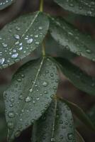 água gotas em a folhas foto