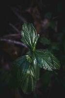 verde folhas em uma Sombrio fundo. foto
