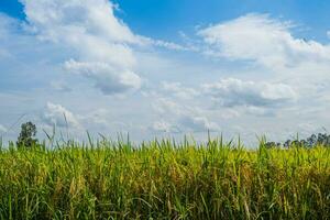 arroz Campos preenchidas com dourado amarelo arroz grãos isto é colheita estação para tailandês agricultores. durante a dia lá vai estar Claro céu e alguns nuvens. isto é uma plantar este é popular todos sobre a mundo. foto