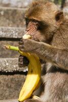 Barba macaco sentado em parede negligenciar a porta área, Gibraltar, Reino Unido, ocidental Europa. foto