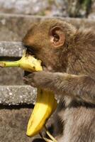 Barba macaco sentado em parede negligenciar a porta área, Gibraltar, Reino Unido, ocidental Europa. foto