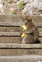 Barba macaco sentado em parede negligenciar a porta área, Gibraltar, Reino Unido, ocidental Europa. foto