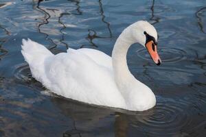 belos jovens cisnes no lago foto