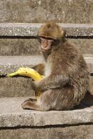 Barba macaco sentado em parede negligenciar a porta área, Gibraltar, Reino Unido, ocidental Europa. foto