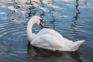 belos jovens cisnes no lago foto