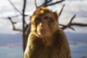 Barba macaco sentado em parede negligenciar a porta área, Gibraltar, Reino Unido, ocidental Europa. foto