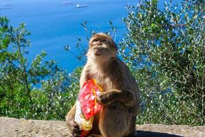 Barba macaco sentado em parede negligenciar a porta área, Gibraltar, Reino Unido, ocidental Europa. foto