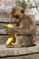 Barba macaco sentado em parede negligenciar a porta área, Gibraltar, Reino Unido, ocidental Europa. foto