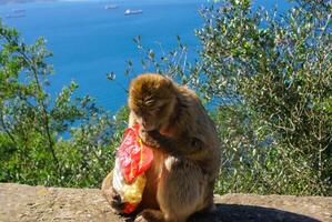 Barba macaco sentado em parede negligenciar a porta área, Gibraltar, Reino Unido, ocidental Europa. foto