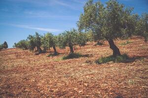 lindo vale com velhas oliveiras em granada, espanha foto