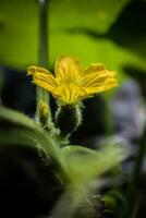 macro fotografia, fechar-se, flores, plantas foto