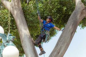 cidade, México 2023 - árvore aparador usa especializado escalada e corte equipamento para aparar árvores foto