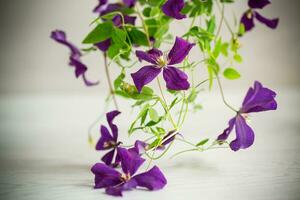 lindo florescendo clematis em uma luz fundo foto