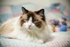 lindo doméstico de raça pura gato boneca de pano, mentiras em a cama foto