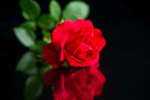 flores do lindo florescendo vermelho rosa em Preto fundo. foto
