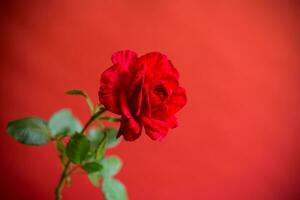 flores do lindo florescendo vermelho rosa em vermelho fundo. foto