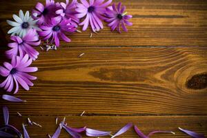 lindo branco e roxa osteospermum flores em uma de madeira foto