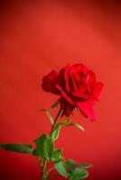 flores do lindo florescendo vermelho rosa em vermelho fundo. foto