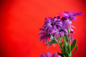 lindo branco e roxa osteospermum flores em vermelho fundo foto