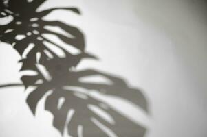 abstrato fundo do folha sombra em branco parede borrão fundo, conceitos verão foto