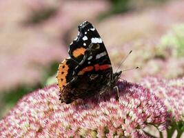 vermelho almirante borboleta alimentando em uma Sedum flor foto