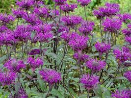 roxa Monarda abelha bálsamo flores dentro uma jardim foto