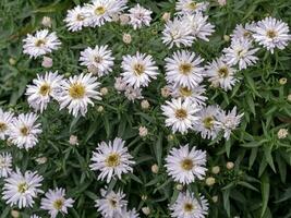 branco áster novi-belgii flores, variedade Cristina, dentro uma jardim foto