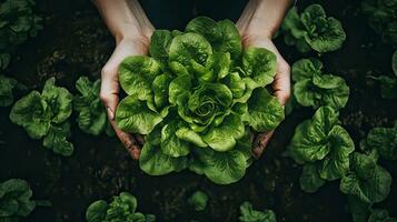 abundância do fresco verde alface agarrou dentro mãos, próspero dentro nutrir jardim solo. ai gerado foto