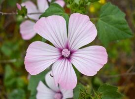 lavatera trimestris lindo flor foto