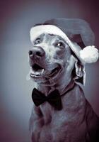 Natal cachorro retrato foto