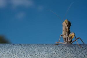 folha morta louva-a-deus - mantis religiosa na floresta foto