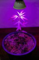 planta muda de cannabis crescendo em vaso com luz led de crescimento foto