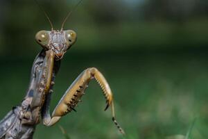 folha morta louva-a-deus - mantis religiosa na floresta foto