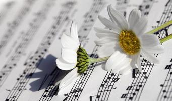 folhas de flores, margaridas e notas musicais foto