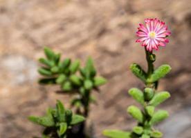 lampranthus roxo flor rosa de planta de gelo no jardim foto