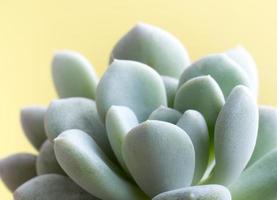 planta suculenta stonecrop, detalhes de folhas frescas de sedum clavatum foto