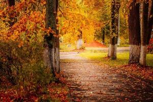 lindo parque de outono, caminhos entre árvores amarelas ao sol foto