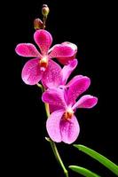 orquídea vanda isolada em fundo preto foto