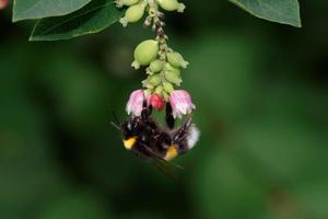 abelha nas flores de um arbusto de snowberry foto