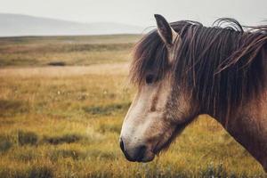 cavalo islandês no campo da paisagem natural da Islândia