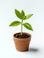 plantar dentro uma Panela em branco fundo ai generativo foto