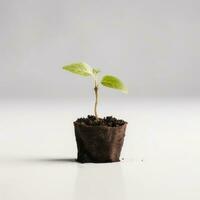 plantar dentro uma Panela em branco fundo ai generativo foto